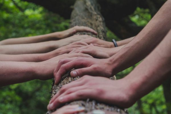 Multiple hands of different individuals touching a tree trunk in a forest, symbolizing unity and connection.